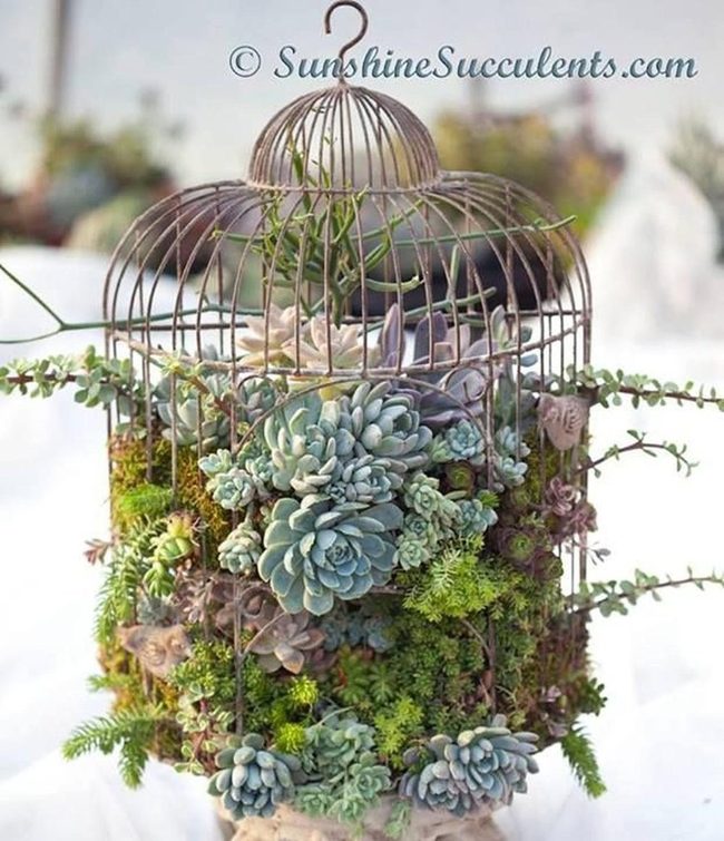 Birdcage Lattice Succulent Display