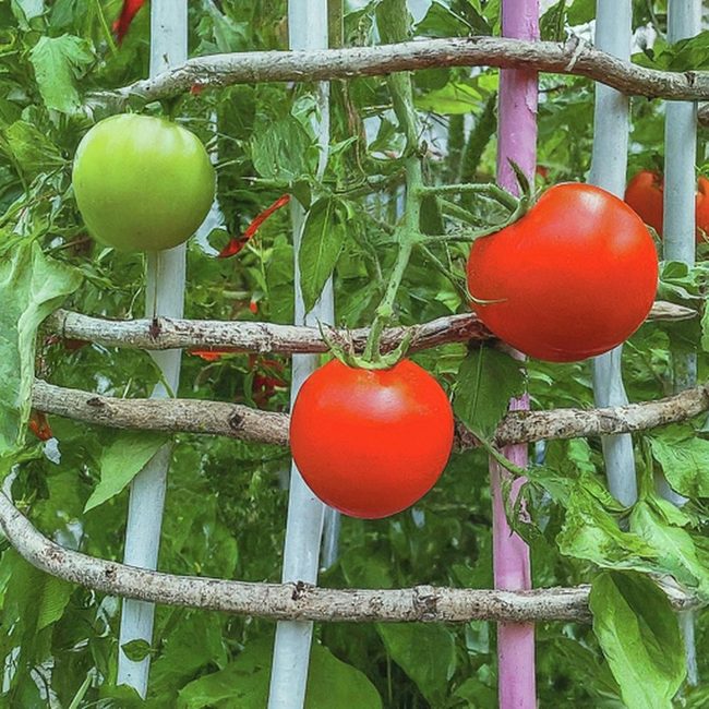 Oversized Wire Mesh Tomato Cages
