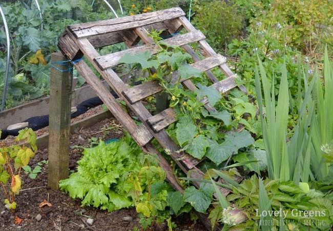 Weathered Pallet Garden Trellis