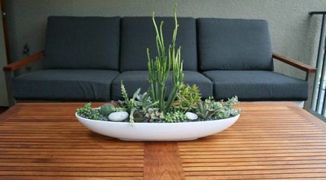 Shallow Ceramic Succulent Gardens