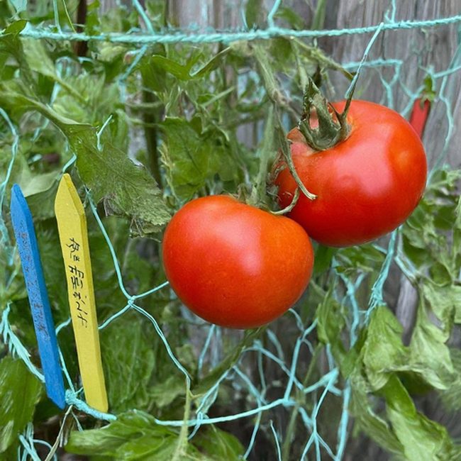 Reclaimed Nature-Inspired Timber Tomato Cage