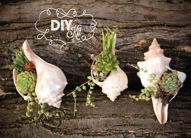 Succulent-Filled Seashells