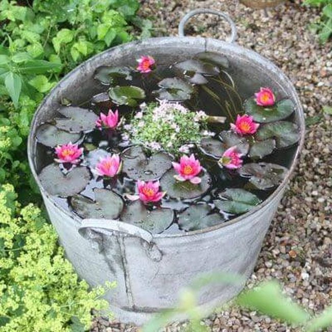 Bucket Water Lilies Garden Feature