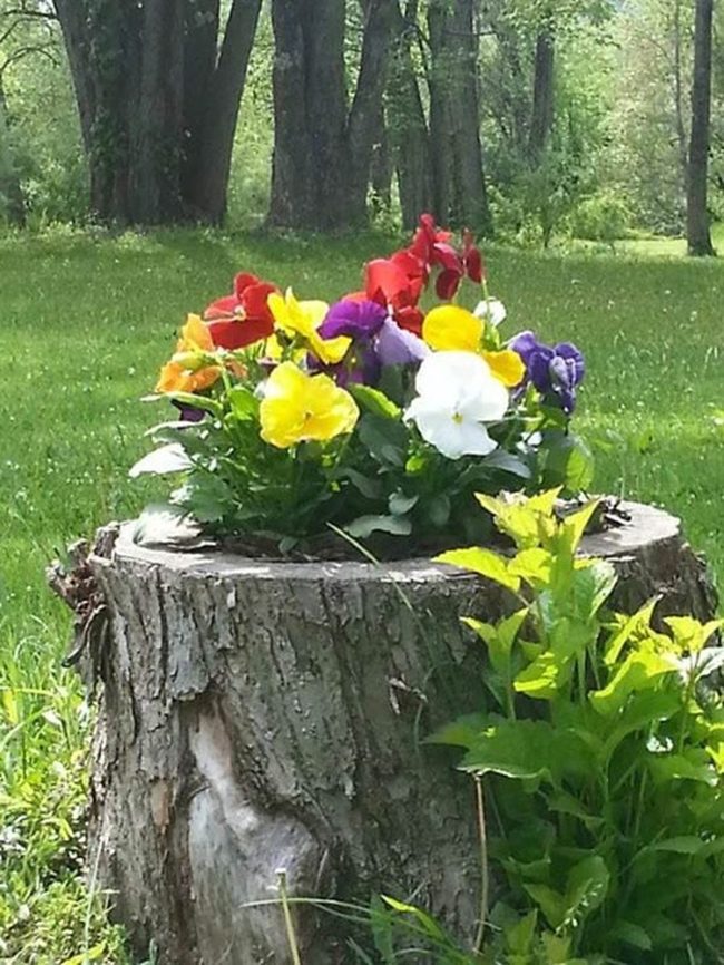 Wooden Stumps Burst Blooms