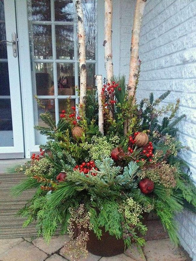 Evergreen And Birch Winter Entry