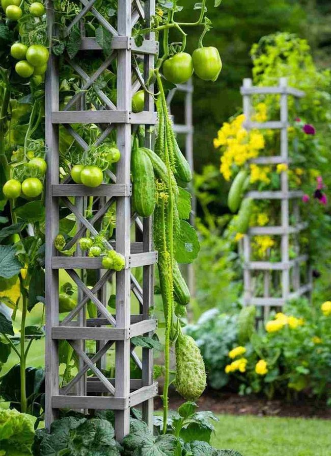 Climbing Vines Frame Terrace Structures