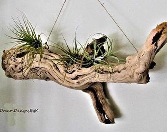 Weathered Wood Living Branches