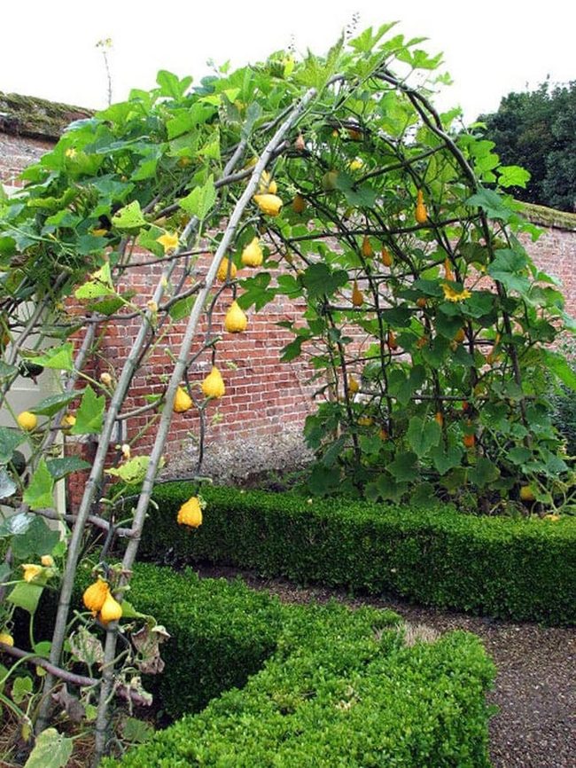 Wooden Arch Garden Trellis