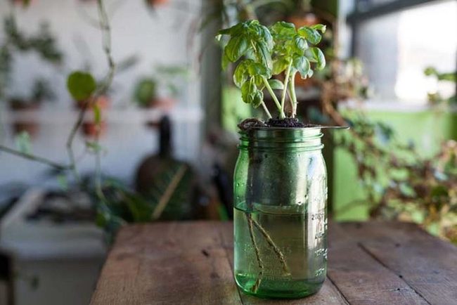 Mason Jar Plant Watering