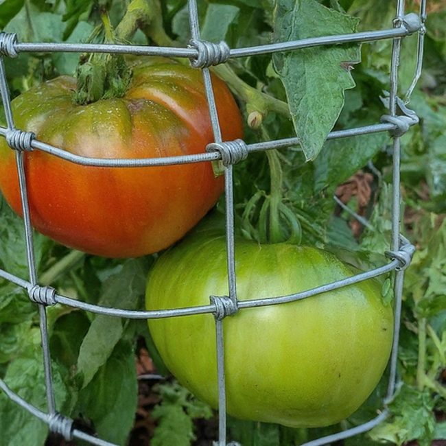 Upside-Down Tomatoes In Hanging Cages