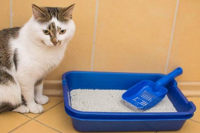 Oil Stain Absorbing Kitty Litter