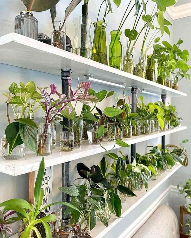 Clear Glass Plant Roots