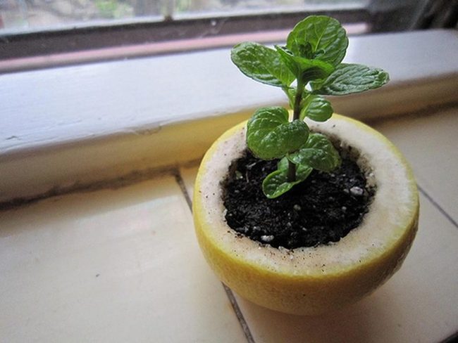 Yellow Citrus Herb Planters