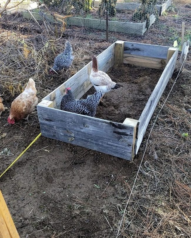 Reclaimed Wood Garden Beds