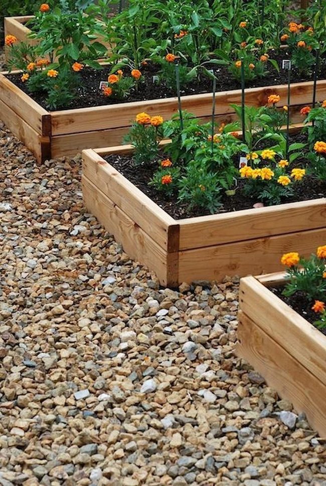 Orange Blooms In Raised Wood Beds