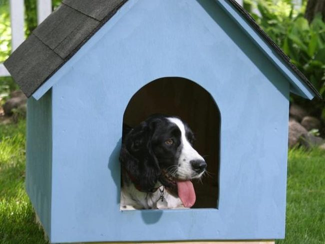 Bright Blue Doghouse Shelter