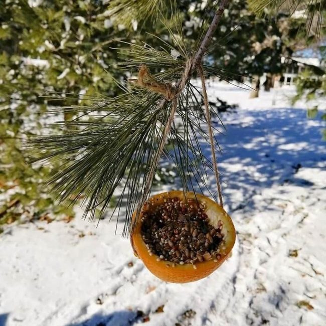 Orange Citrus Bird Feeders