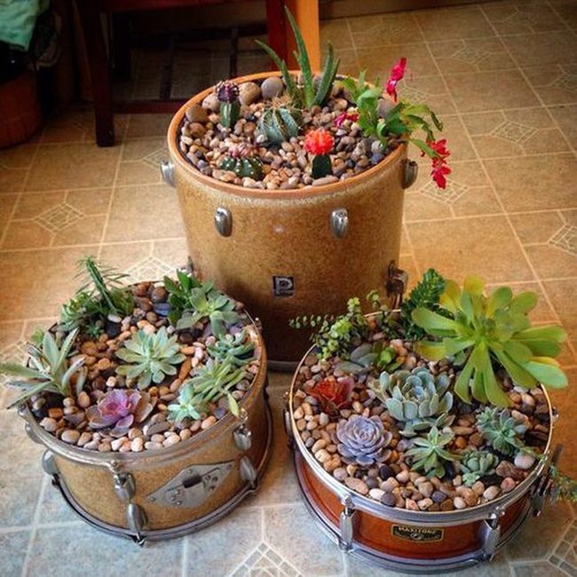 Metallic Drums, Living Succulents