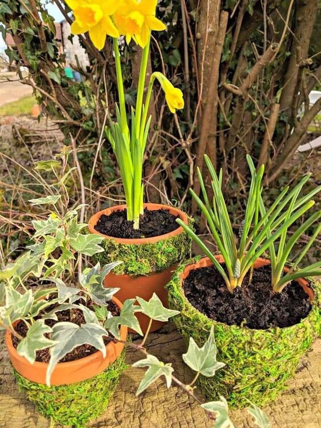 Moss Pots With Cascading Ivy