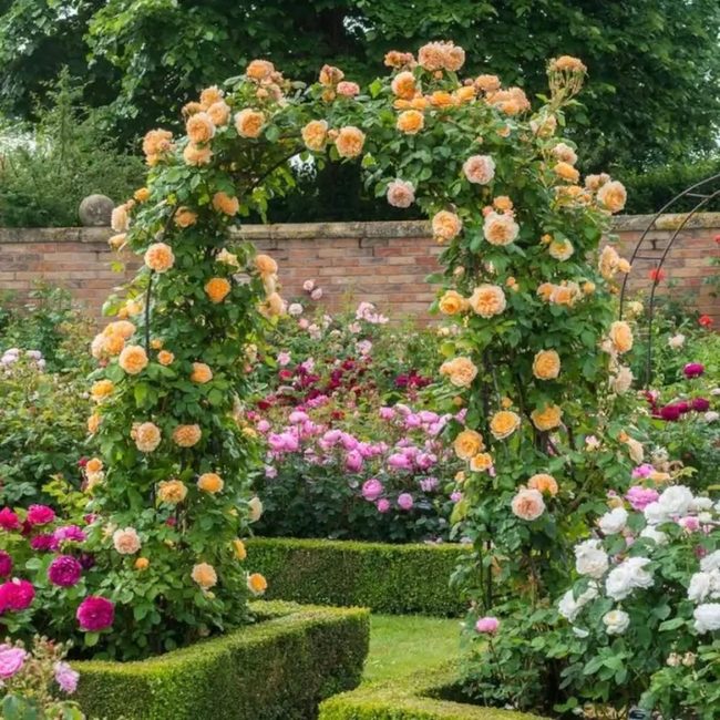 Peach Pink Bloom Archway