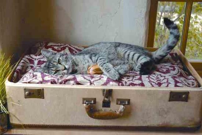 Tabby Cats In Weathered Suitcases