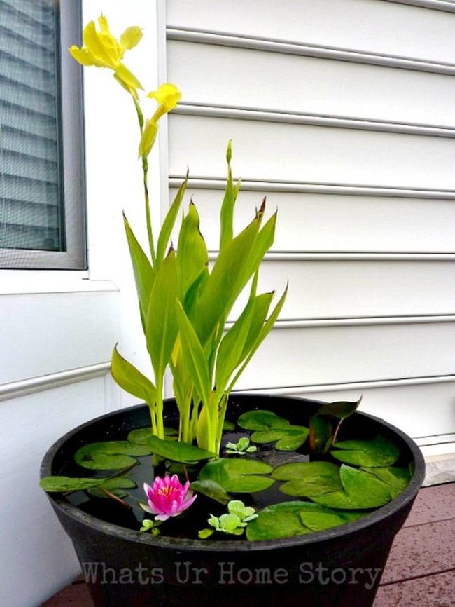 Yellow Flowers, Green Lily Pads
