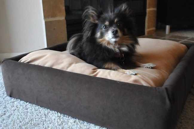 Elevated Memory Foam Pet Bed