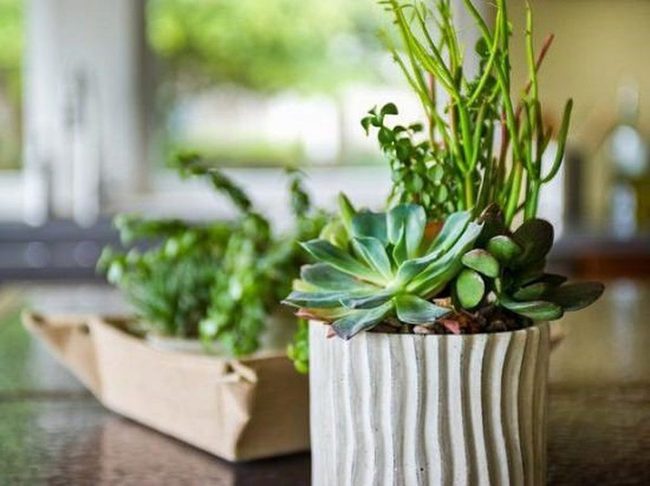 Instant Succulent Propagation