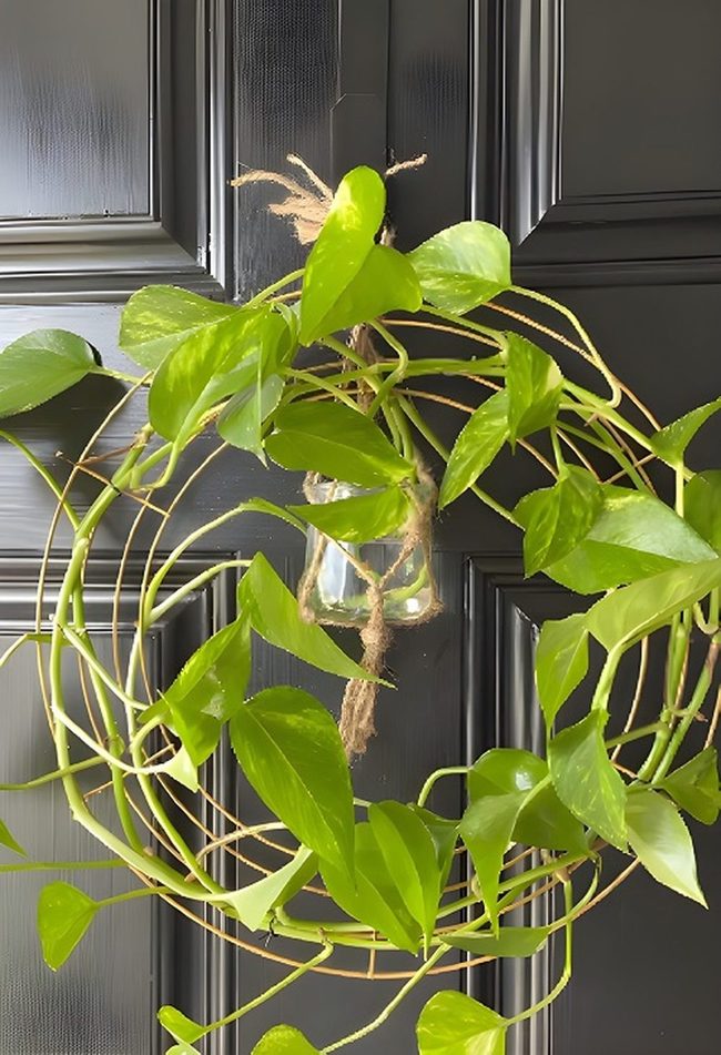 Cascading Pothos Green Wreaths