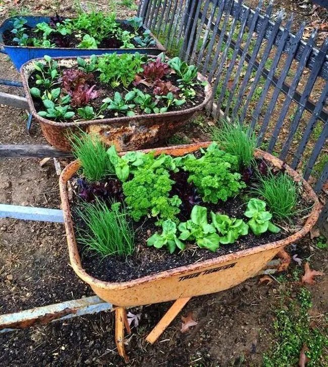 Vegetables In Repurposed Metal Wheelbarrows