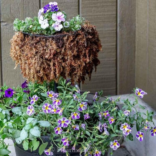 Purple Pansies In Moss Baskets