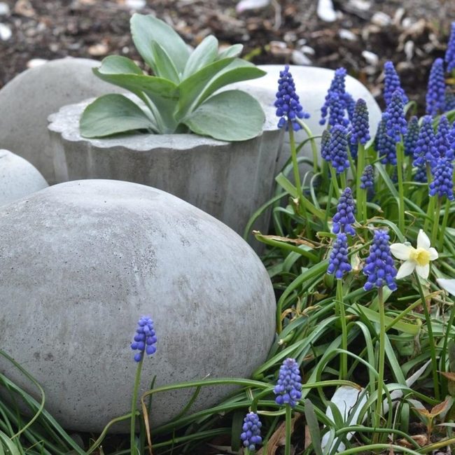 Purple Flowers With Gray Stones