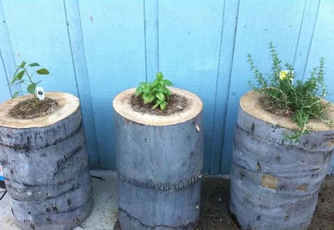 Hollowed Log Herb Garden