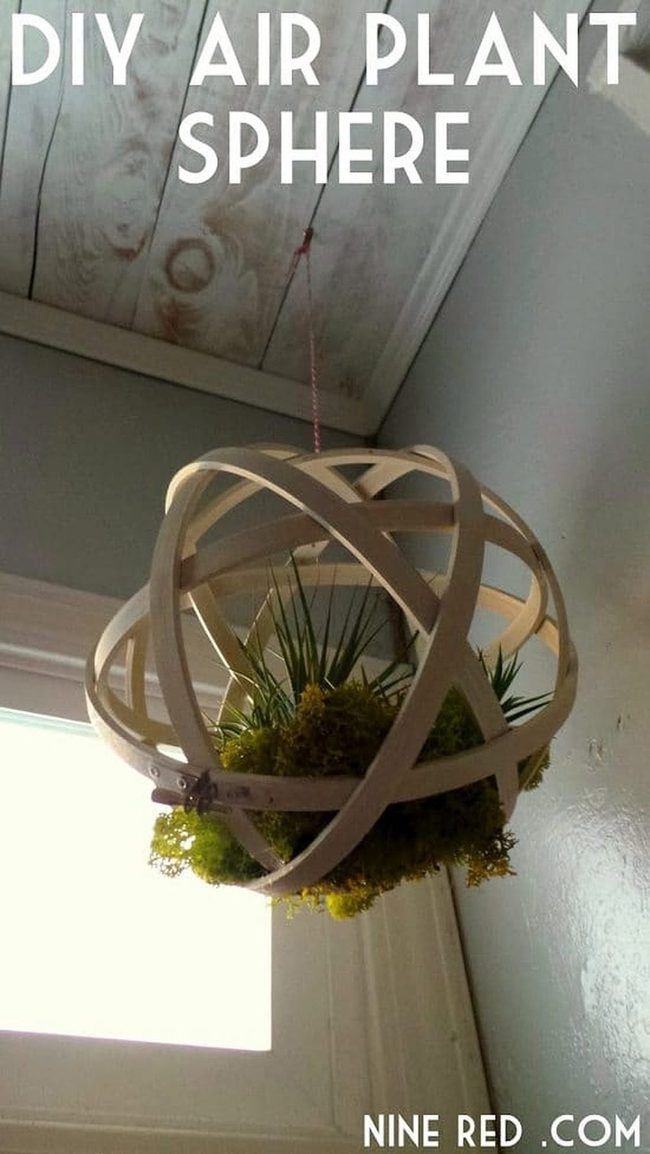 Wooden Spheres With Living Air Plants