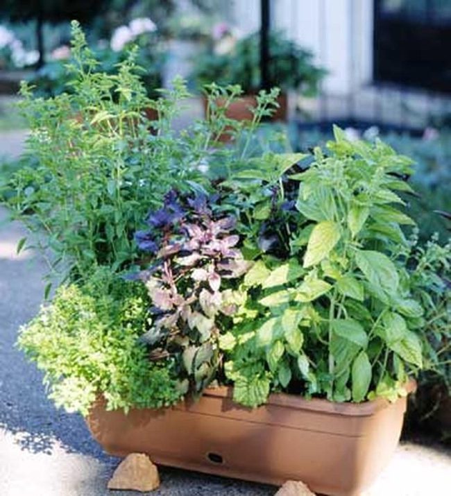 Fresh Herbs, Stone Garden