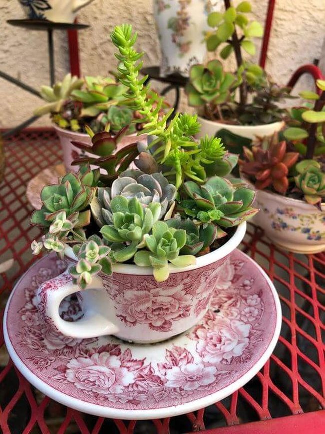 Succulents In Vintage Teacups
