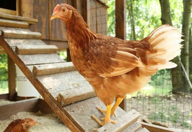 Golden Light Chicken Coop