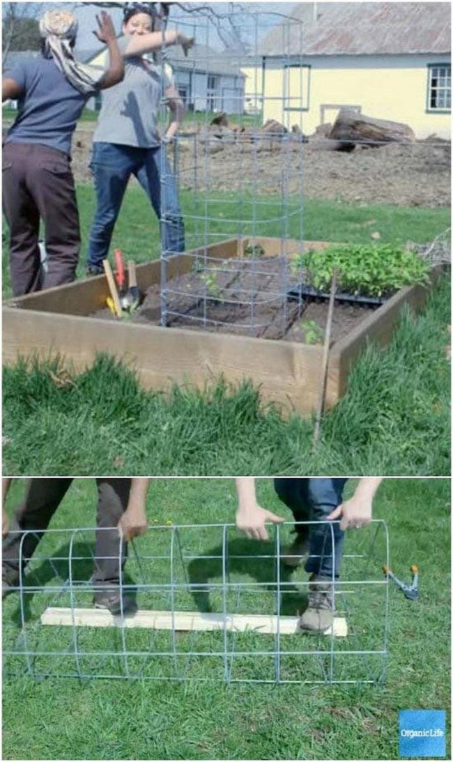 Sturdy Wire Tomato Support
