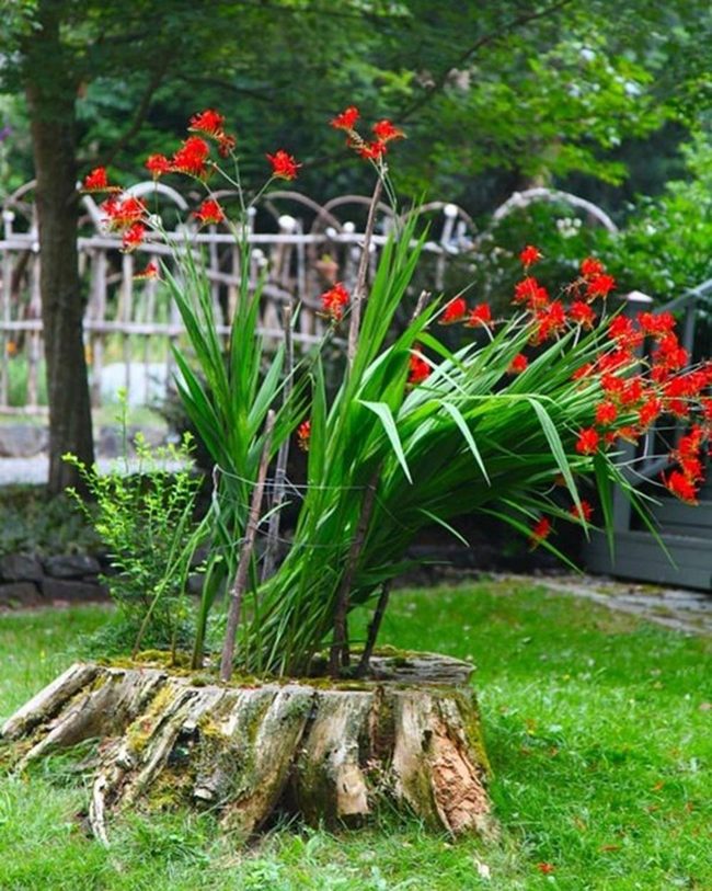 Wooden Stump Succulent Garden