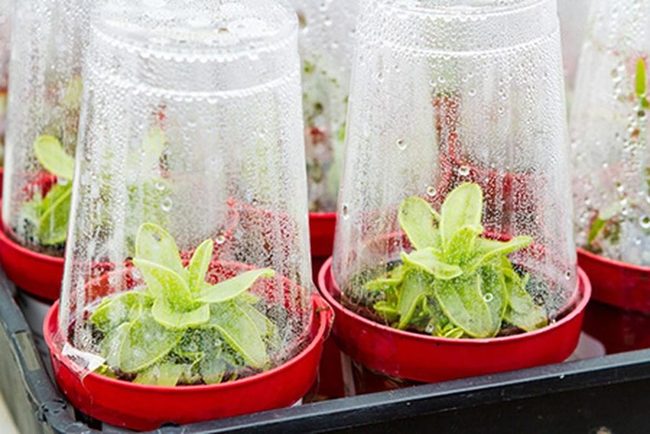 Red Potted Seedlings Under Domes
