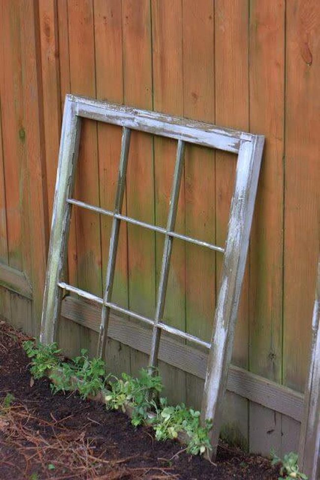 Weathered Window With Cascading Vines
