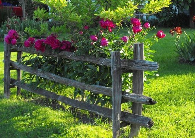 Pink Blooms Over Wood