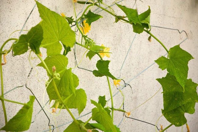 Climbing Vines On Recycled Hangers