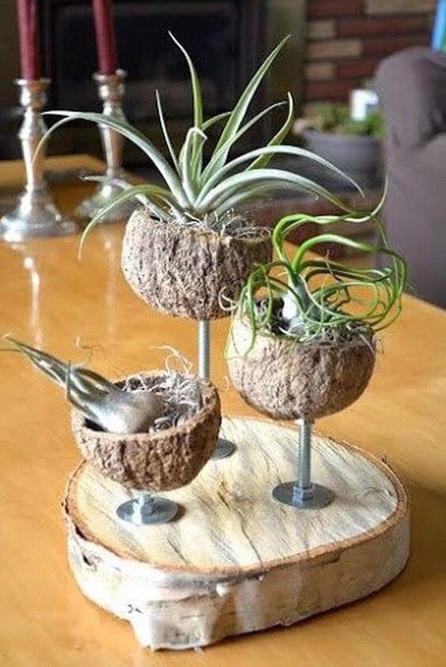 Coconut Shell Air Plant Stands