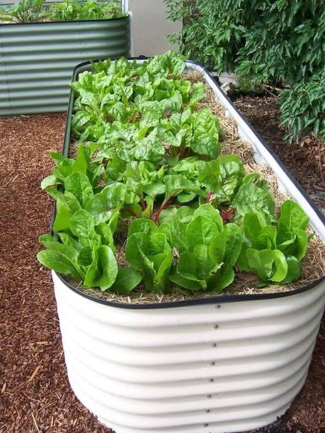 Green Leafy Raised Beds
