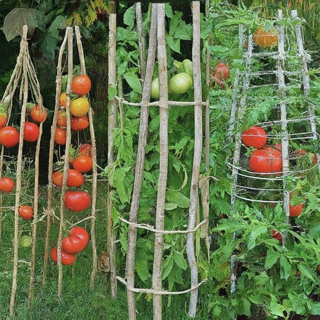 Pure Bamboo Tomato Plant Support