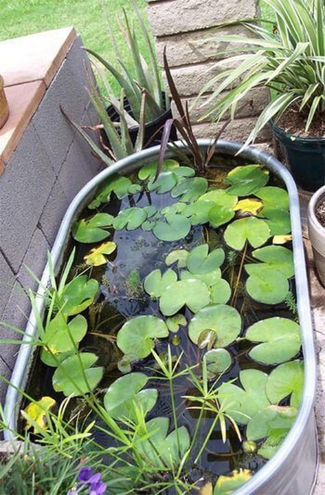 Floating Lily Pads, Living Garden