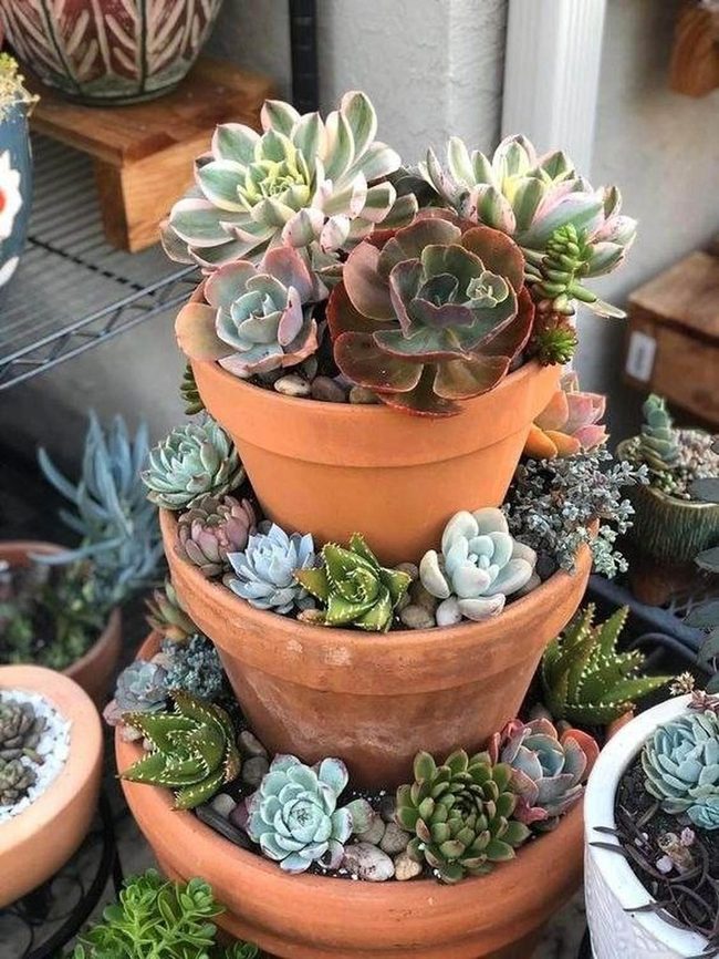 Terracotta Succulents Wall Garden
