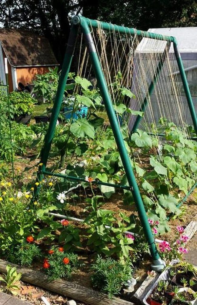 Green Pyramid Cucumber Trellis