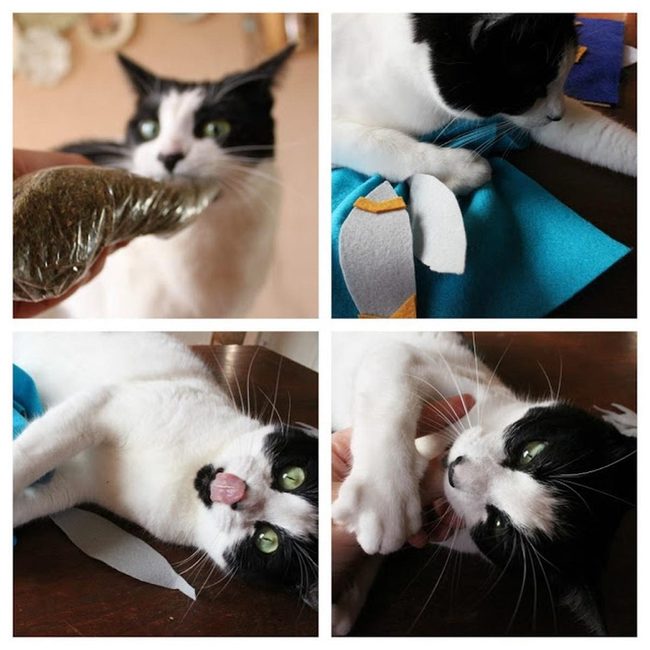 Cat'S Emerald Eyes Meet Felt